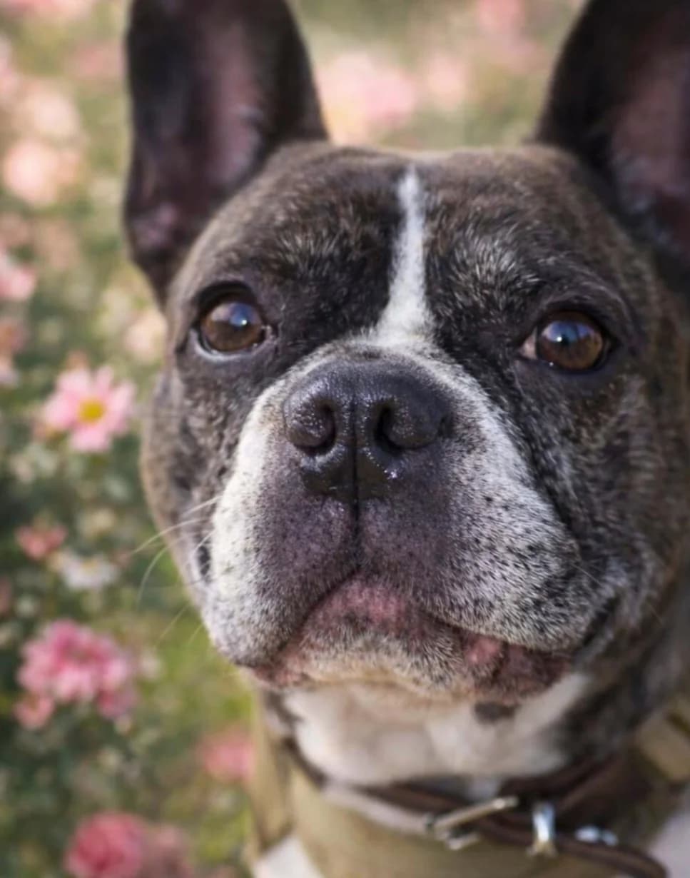Hope, male senior mixed breed for adoption at Tierheim Fulda, Fulda