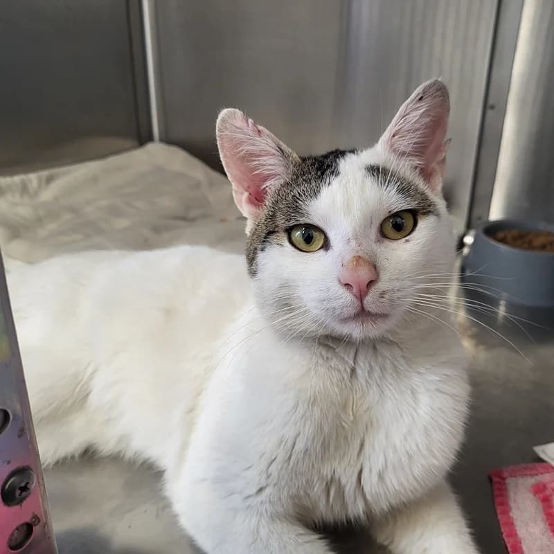 Nemo, male European Shorthair for adoption at Tierheim Fulda, Fulda
