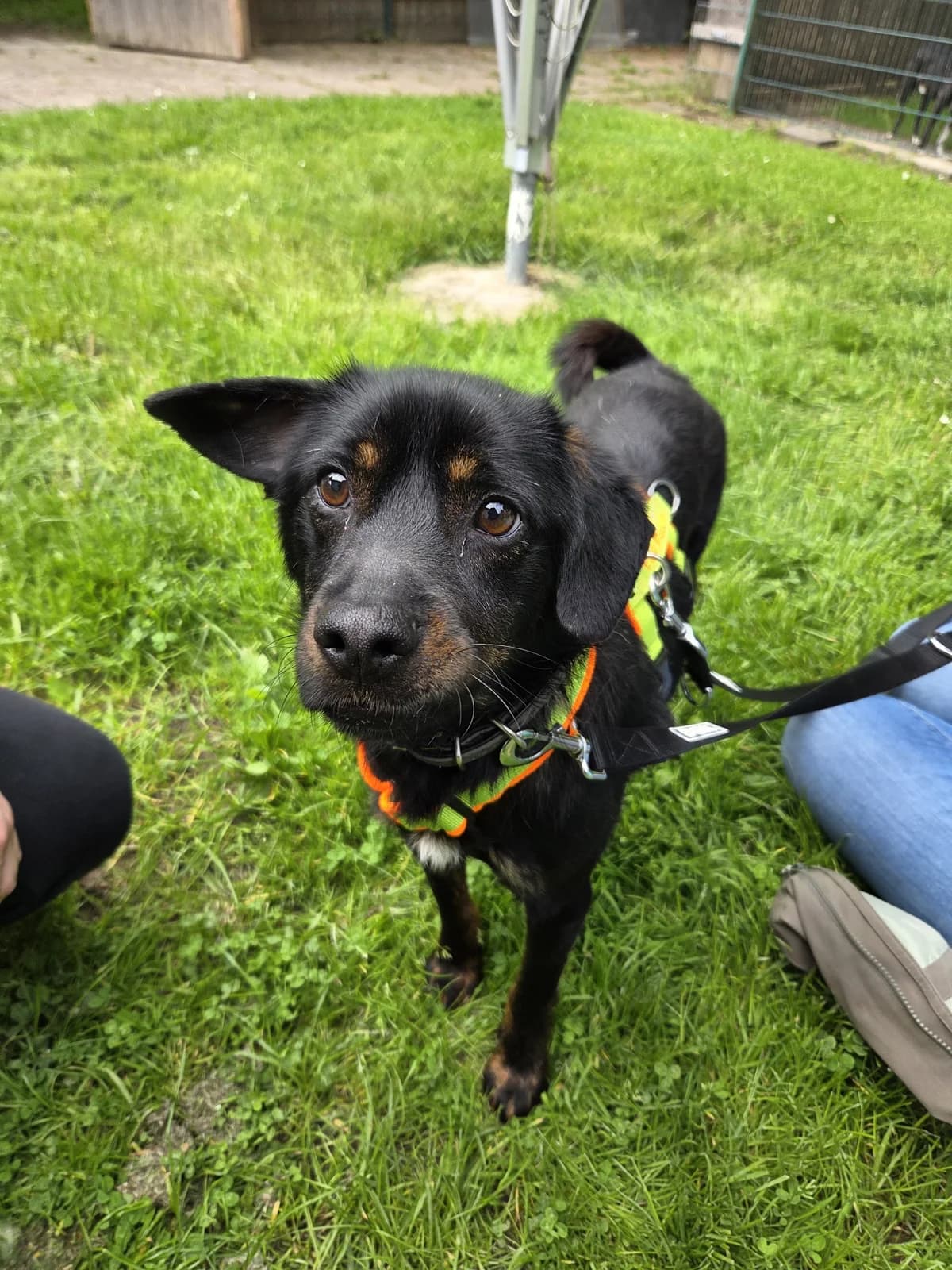 Cosmo, Mixed Breed (Tierheim Fulda)