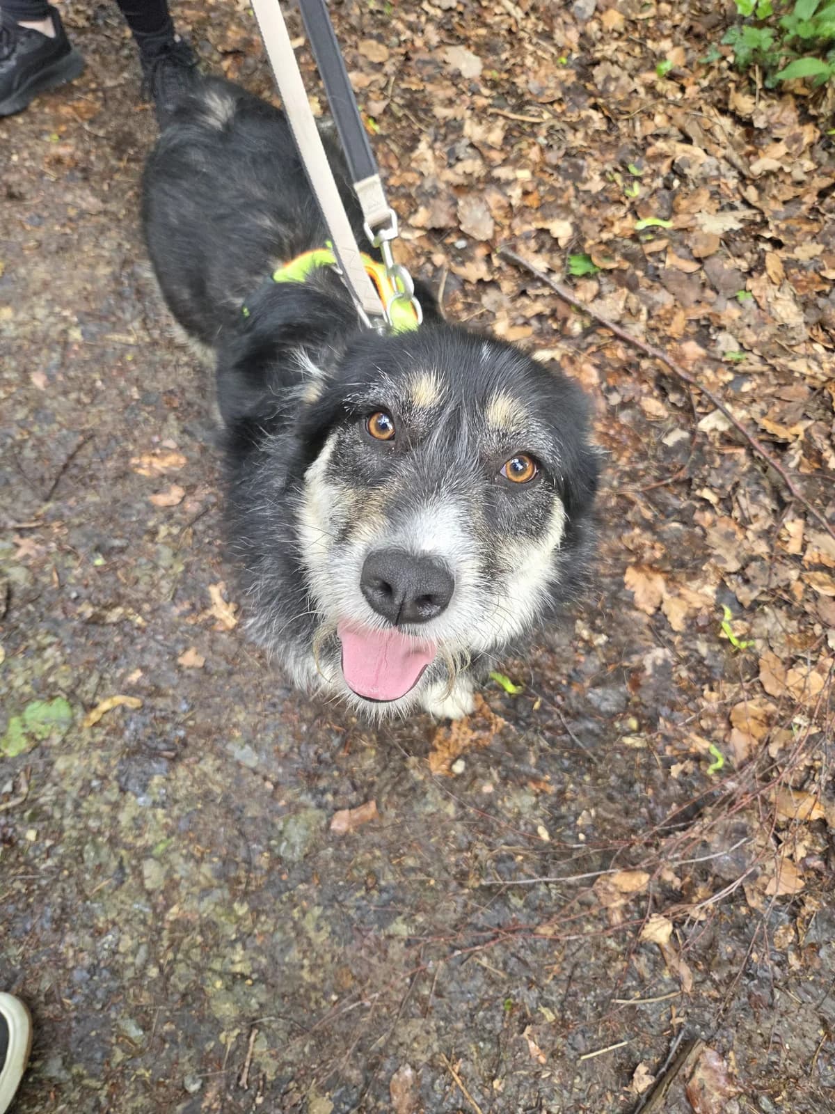 Wanda, female young Mixed Breed for adoption at Tierheim Fulda, Fulda