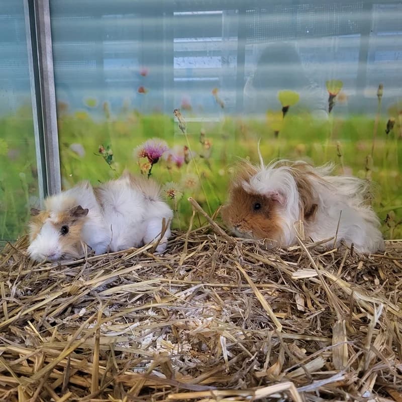 Milky und Way, braun  mixed breed for adoption at Tierheim Fulda, Fulda