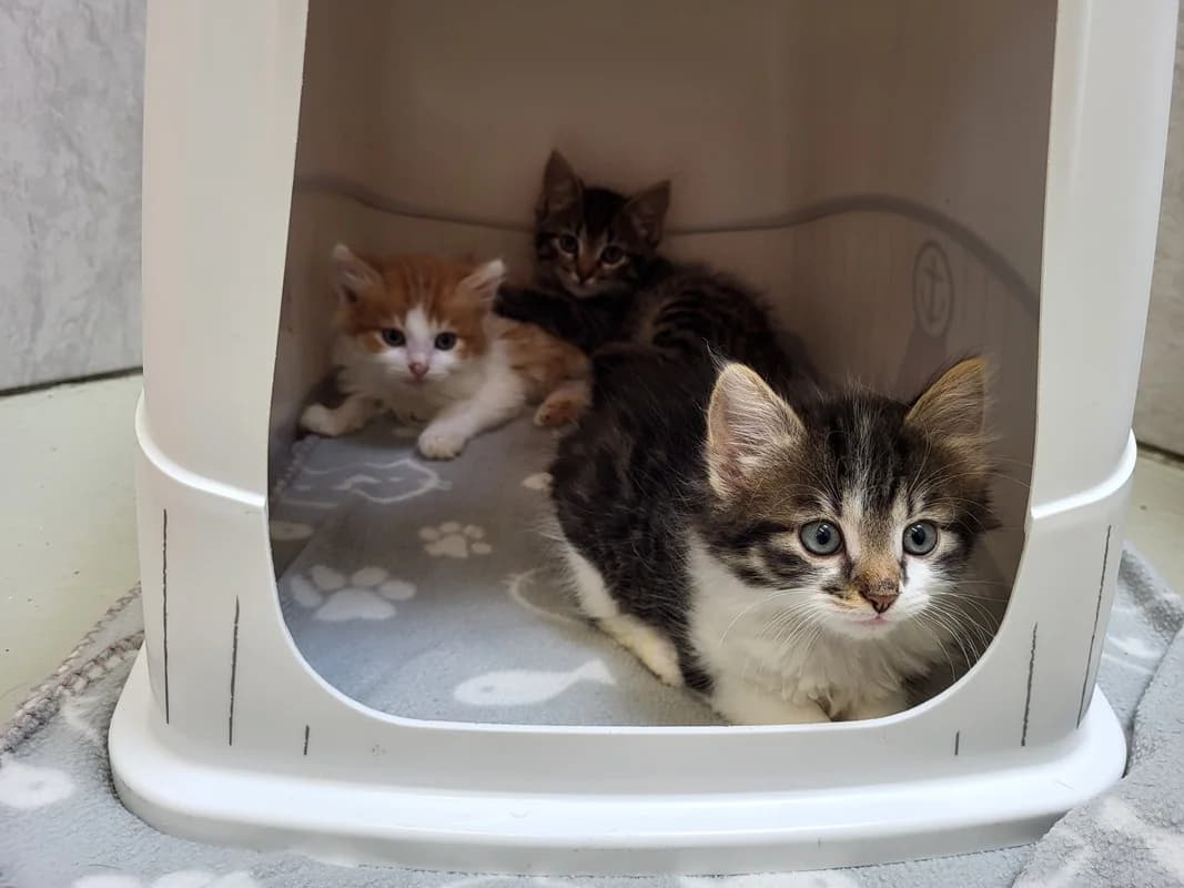 Coldplay, Beatles und Queen, rot male puppy European Shorthair for adoption at Tierheim Fulda, Fulda