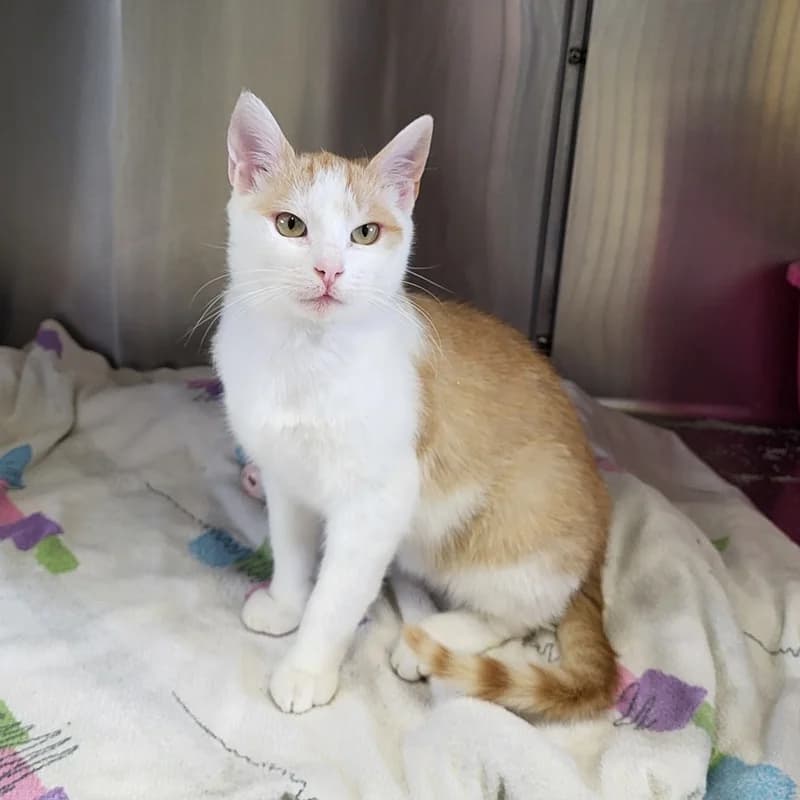 Pluto, male European Shorthair for adoption at Tierheim Fulda, Fulda