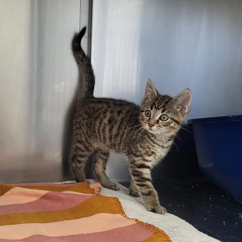 Franky, male puppy European Shorthair for adoption at Tierheim Fulda, Fulda