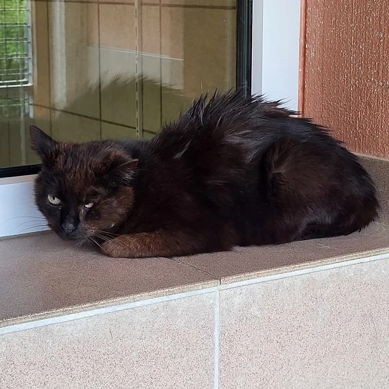 Helena,  European Shorthair for adoption at Tierheim Fulda, Fulda
