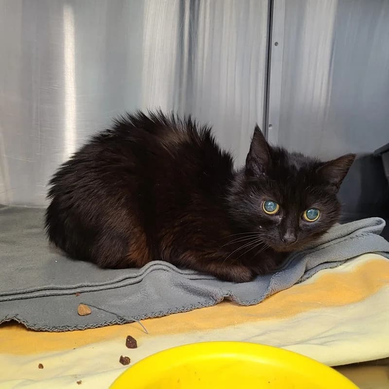 Notfellchen Gisela- dringend Pflege­platz gesucht,  European Shorthair for adoption at Tierheim Fulda, Fulda