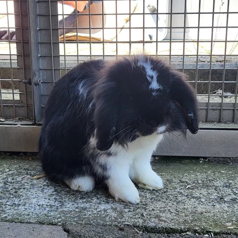 Muh und Gulli, schwarz  5yo mixed breed for adoption at Tierheim Fulda, Fulda