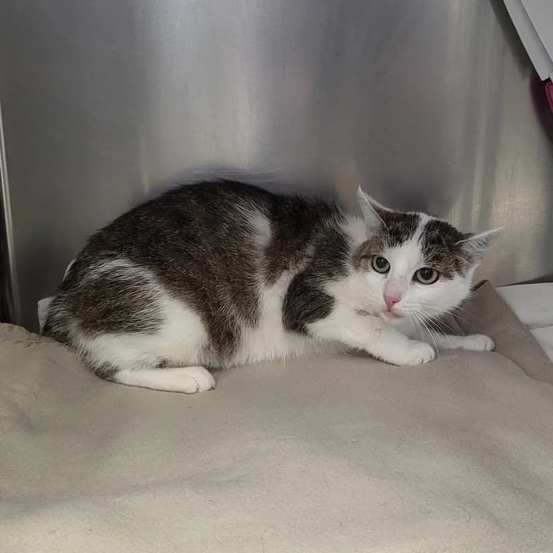 Mischu,  European Shorthair for adoption at Tierheim Fulda, Fulda