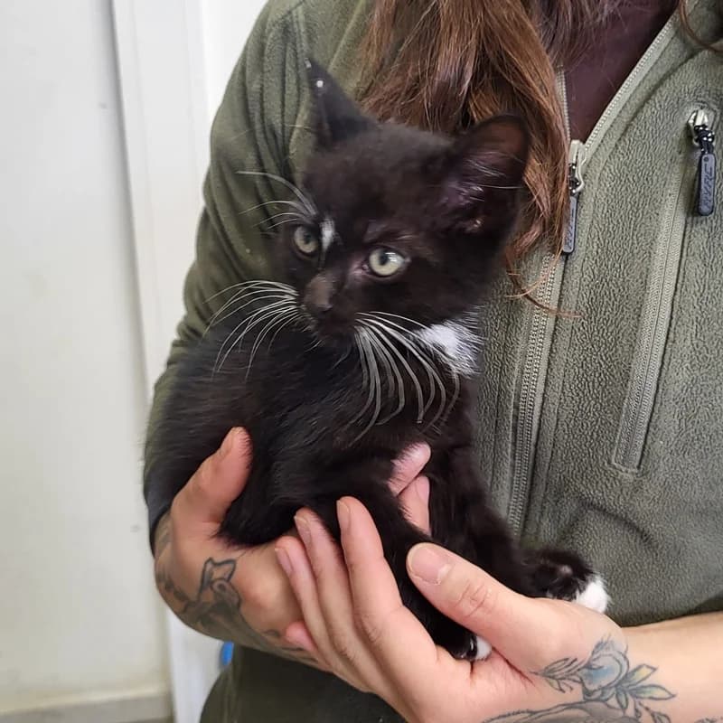 Gino, schwarz male puppy European Shorthair for adoption at Tierheim Fulda, Fulda