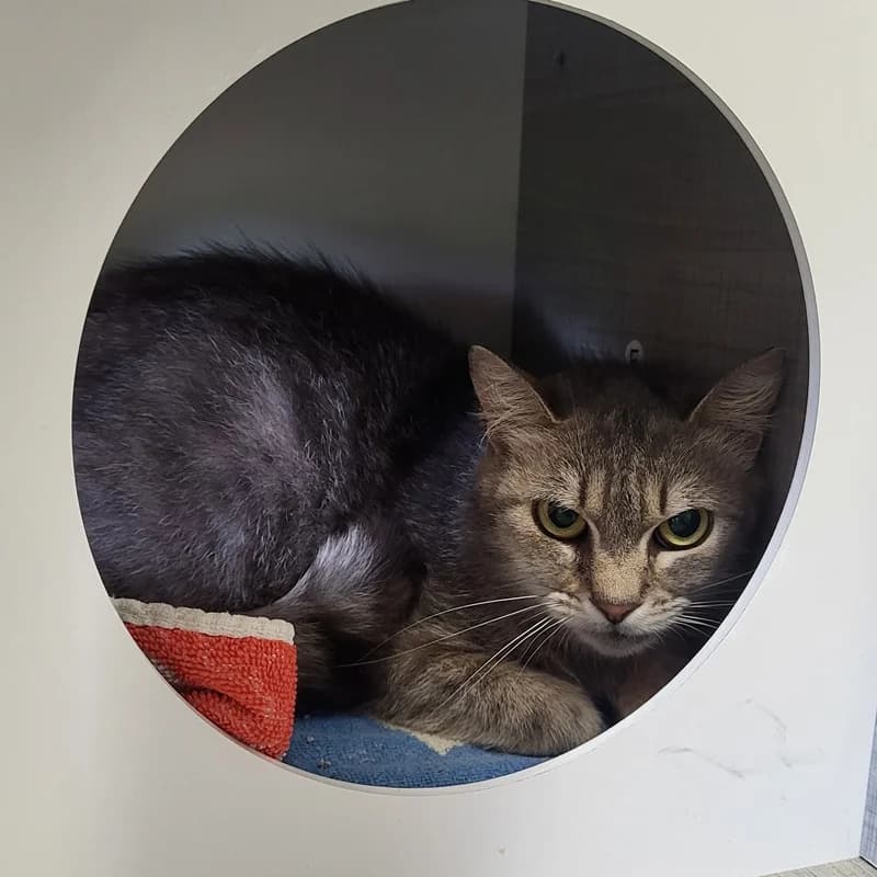 Pipper,  puppy European Shorthair for adoption at Tierheim Fulda, Fulda