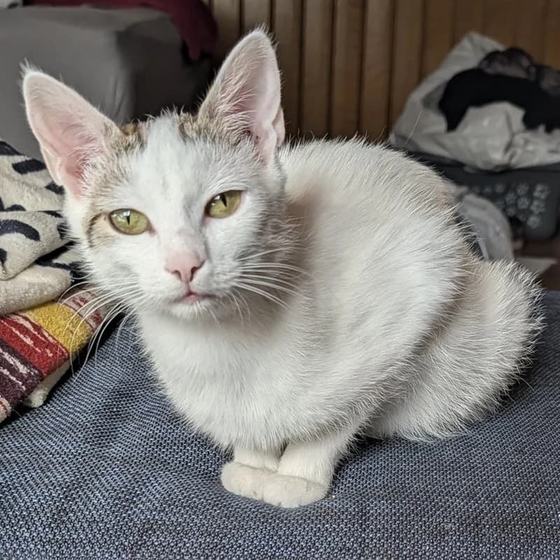 Mama,  puppy European Shorthair for adoption at Tierheim Fulda, Fulda