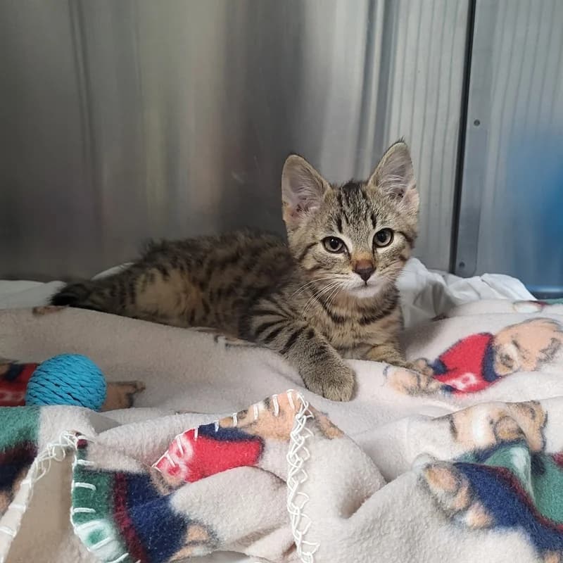 Cesar, male puppy European Shorthair for adoption at Tierheim Fulda, Fulda