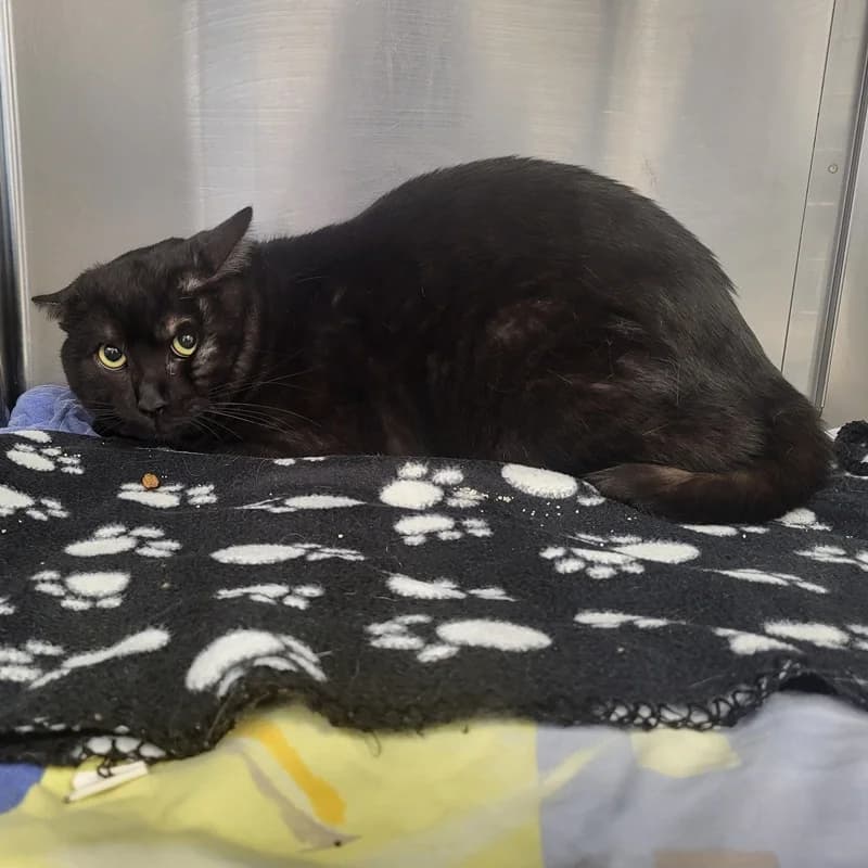 Rocky, male European Shorthair for adoption at Tierheim Fulda, Fulda