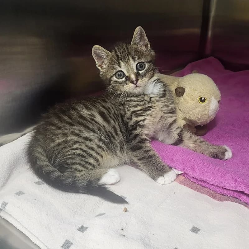 Flip, grau male puppy European Shorthair for adoption at Tierheim Fulda, Fulda