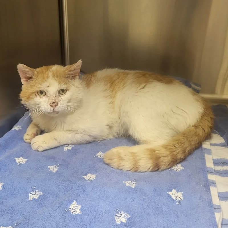 Paul, male European Shorthair for adoption at Tierheim Fulda, Fulda