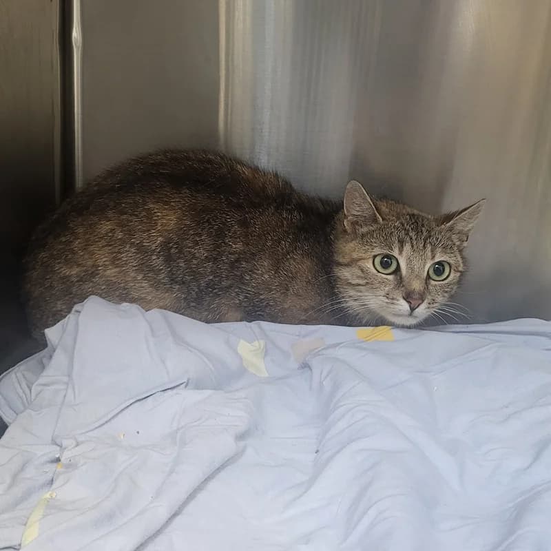 Gabi,  European Shorthair for adoption at Tierheim Fulda, Fulda