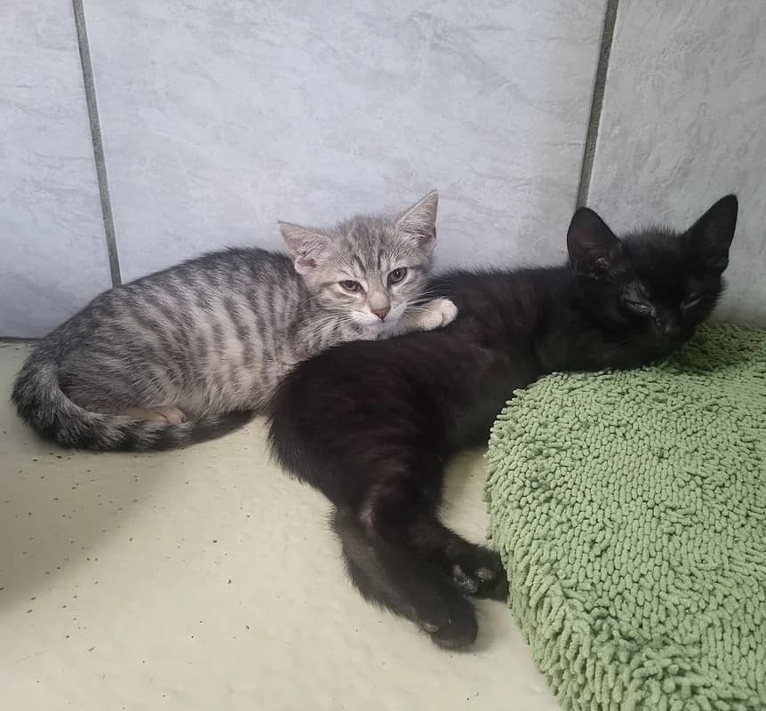 Ulli, Ulla, Urmel, Umbra, und Una, blau male puppy European Shorthair for adoption at Tierheim Fulda, Fulda