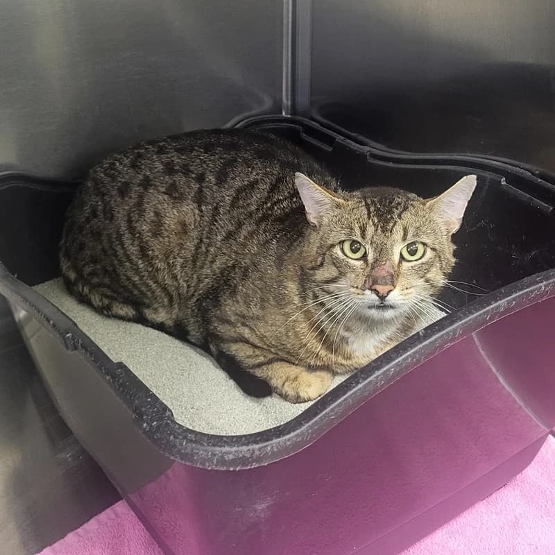 Gustav, male European Shorthair for adoption at Tierheim Fulda, Fulda