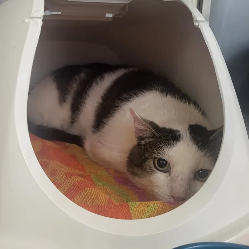 Ulrich, male European Shorthair for adoption at Tierheim Fulda, Fulda