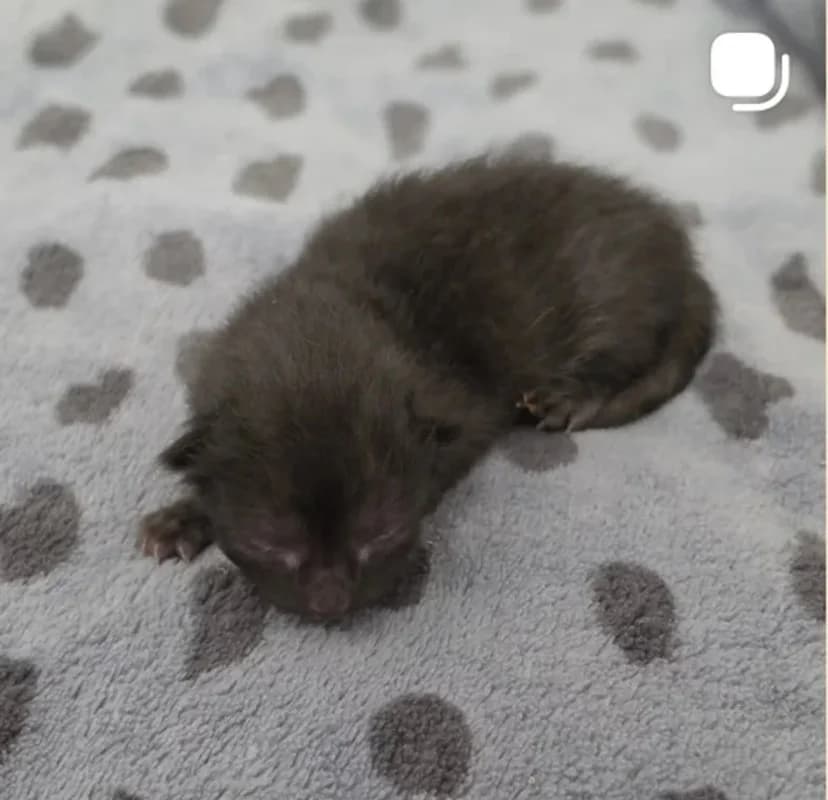Coco,  puppy European Shorthair for adoption at Tierheim Fulda, Fulda