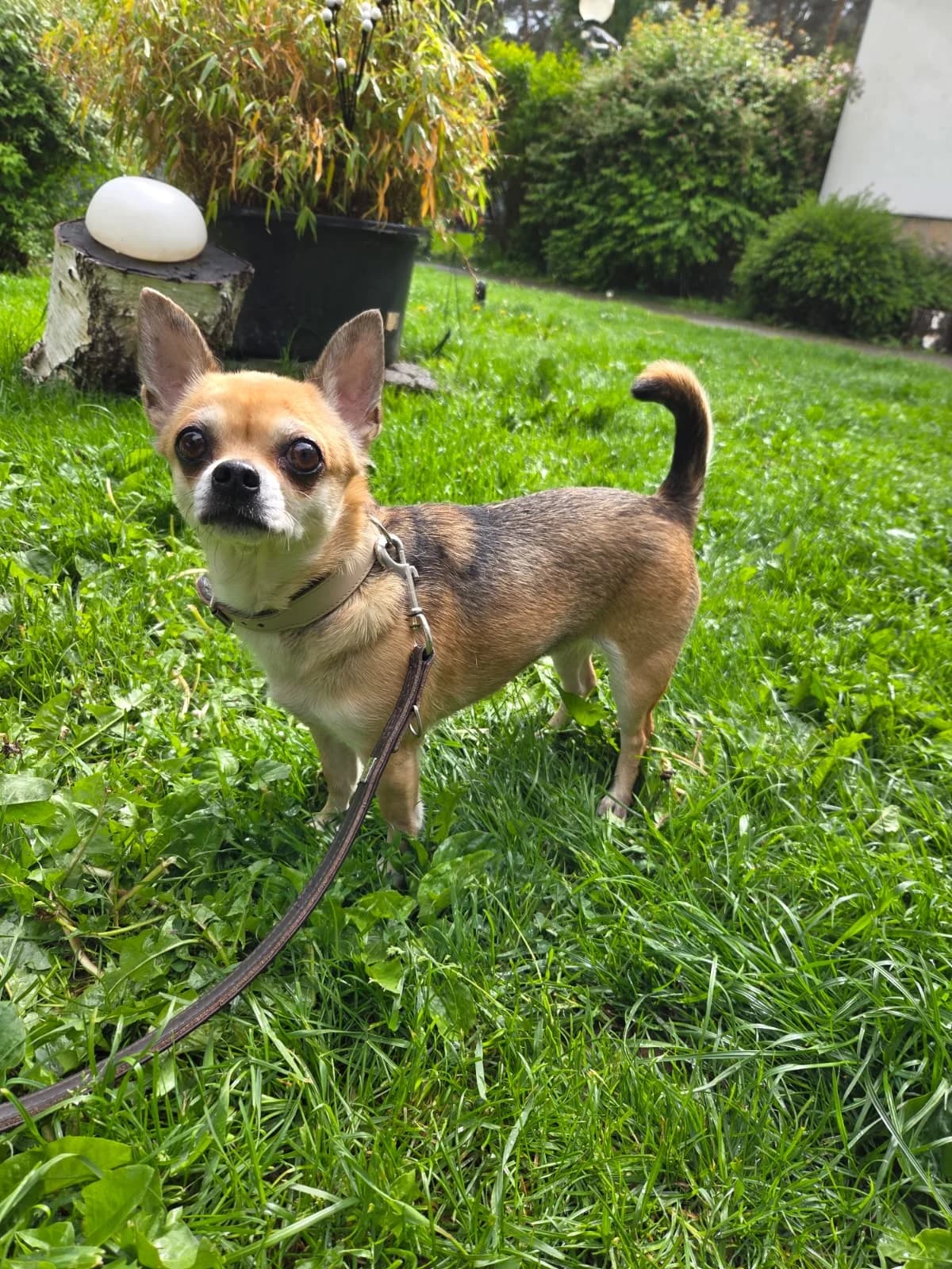 Fenja, female 5yo Chihuahua for adoption at Tierheim Fulda, Fulda