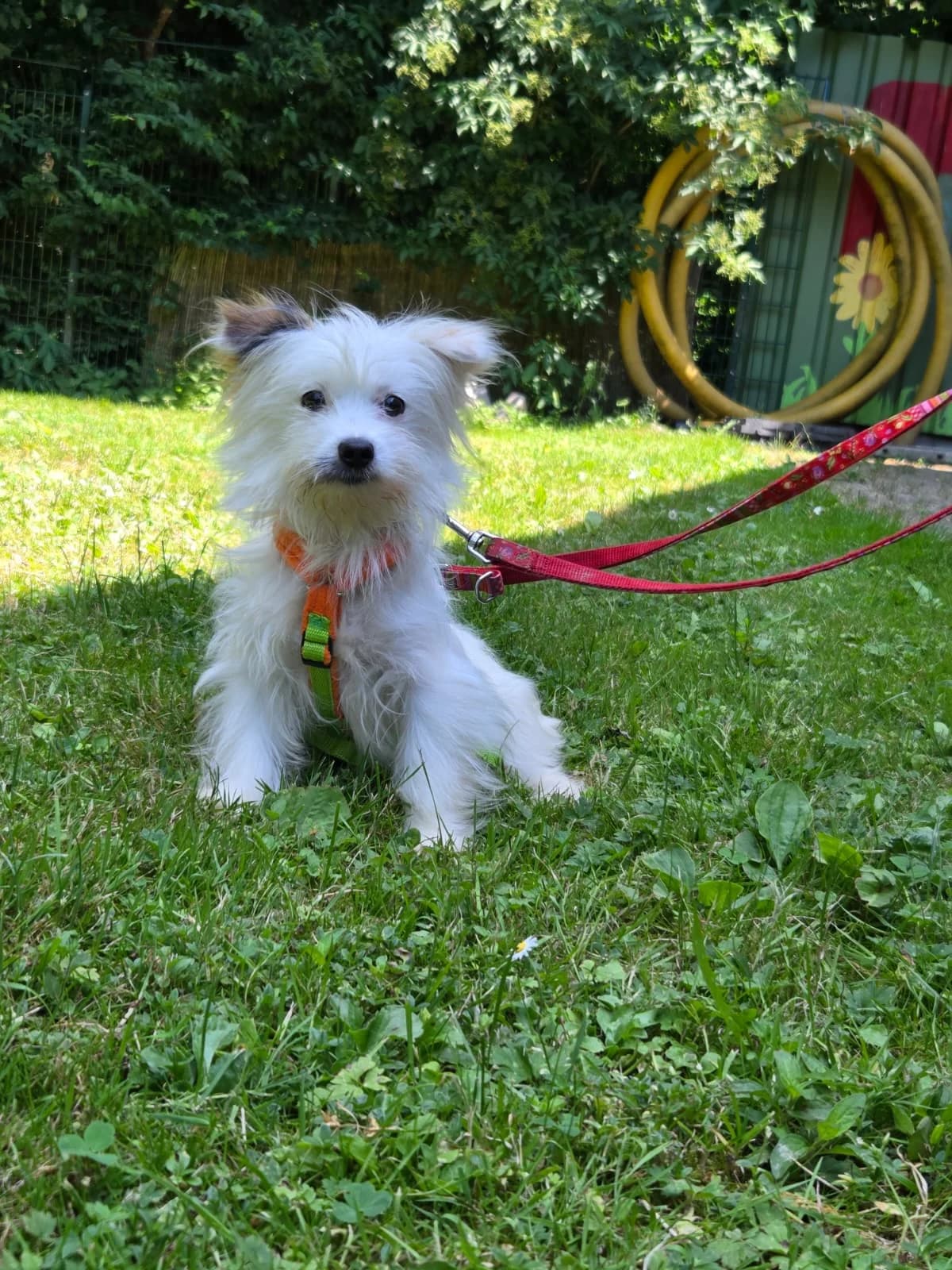 Lumi, female puppy Mixed Breed for adoption at Tierheim Fulda, Fulda