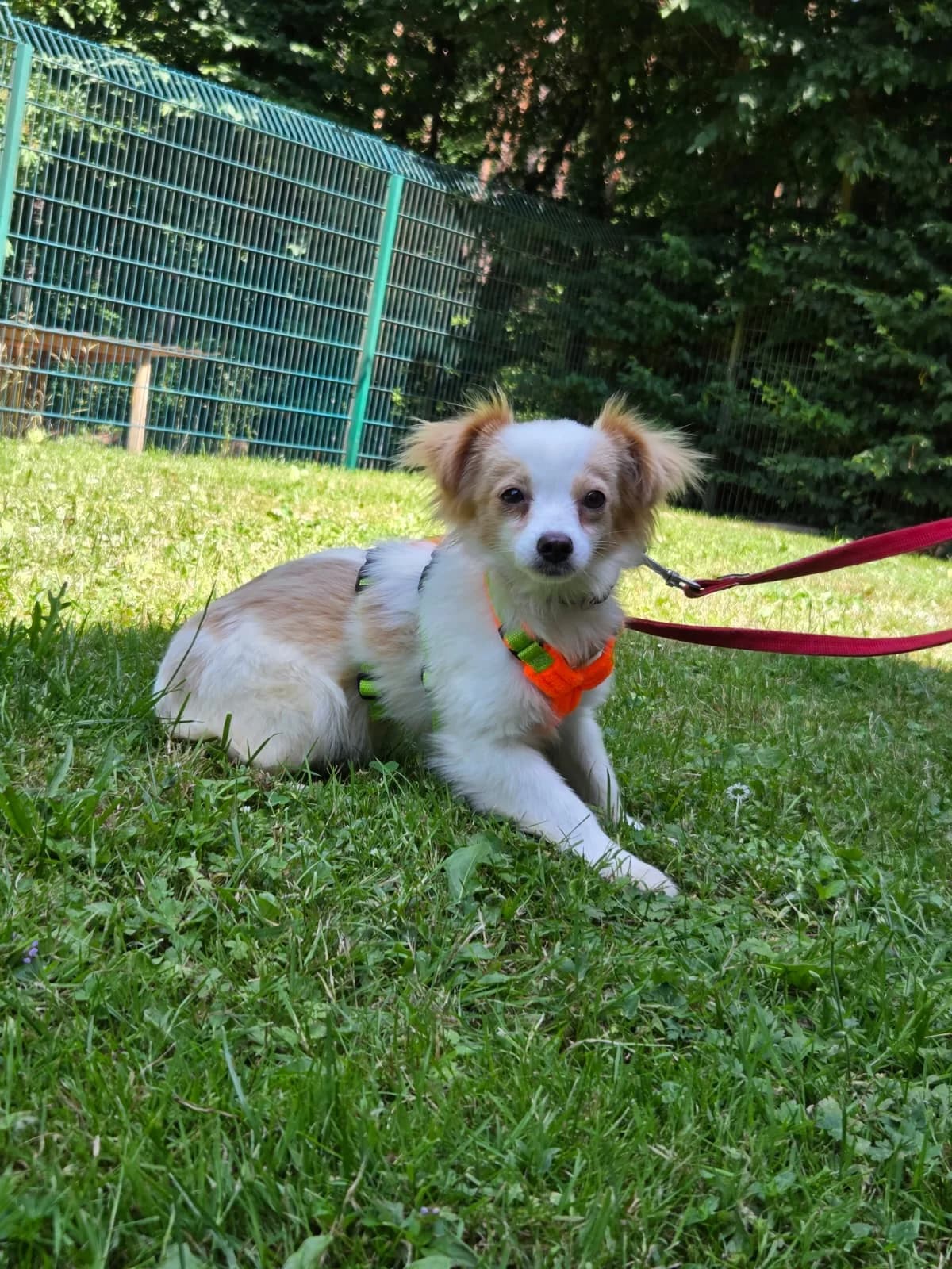 Pieni, female puppy Mixed Breed for adoption at Tierheim Fulda, Fulda