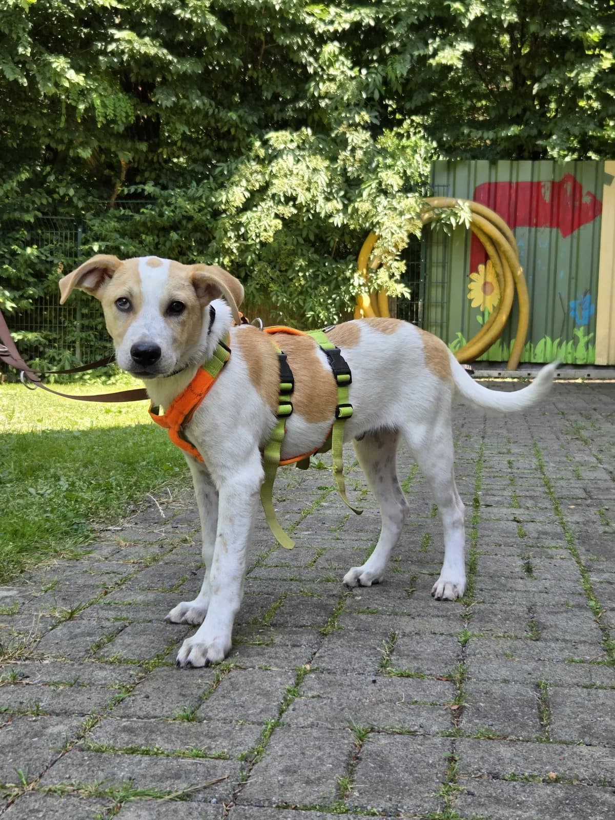 Nash, male puppy Mixed Breed for adoption at Tierheim Fulda, Fulda