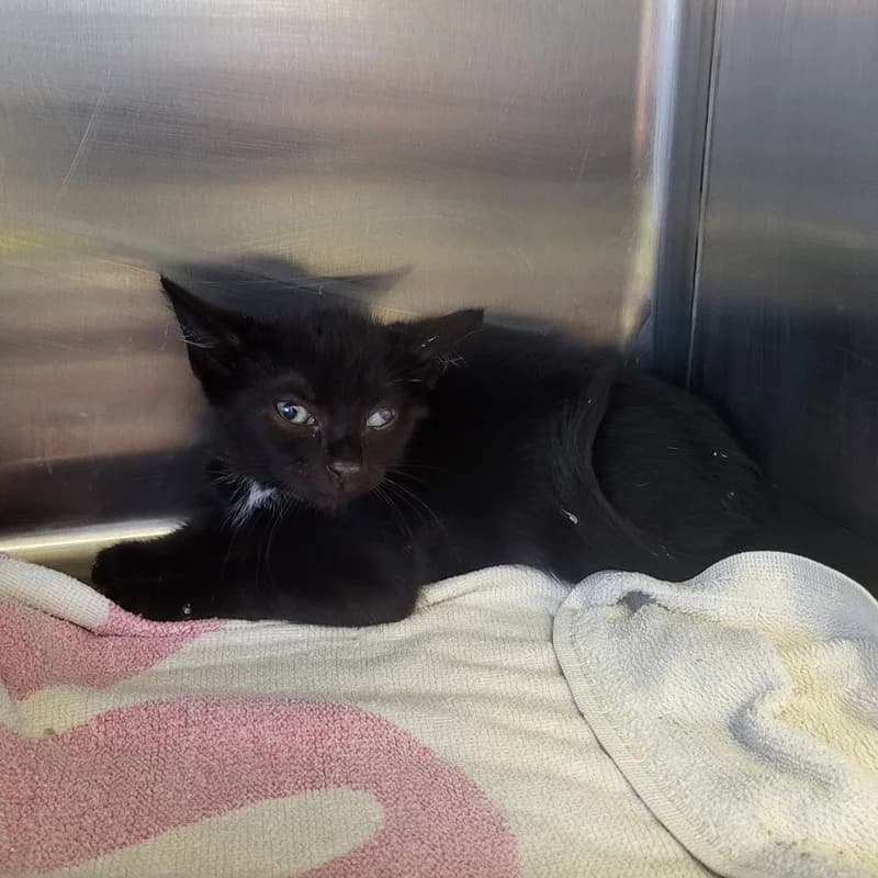 Coolio, male puppy European Shorthair for adoption at Tierheim Fulda, Fulda