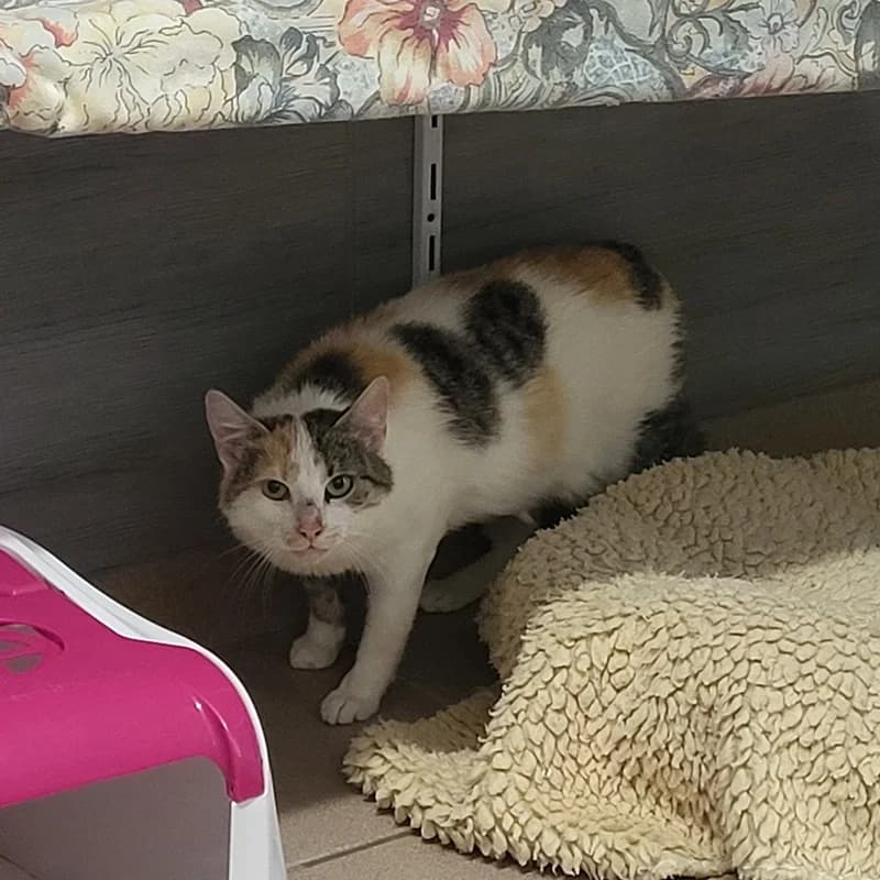 Penny, tricolor  European Shorthair for adoption at Tierheim Fulda, Fulda