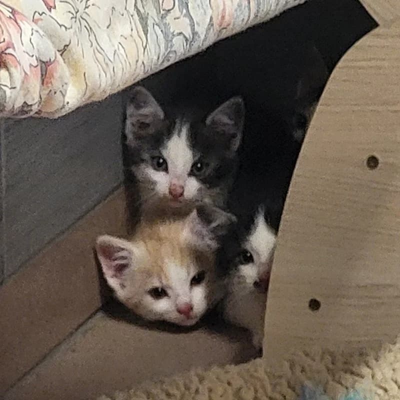 Purzel und Püpperich, weiß male European Shorthair for adoption at Tierheim Fulda, Fulda