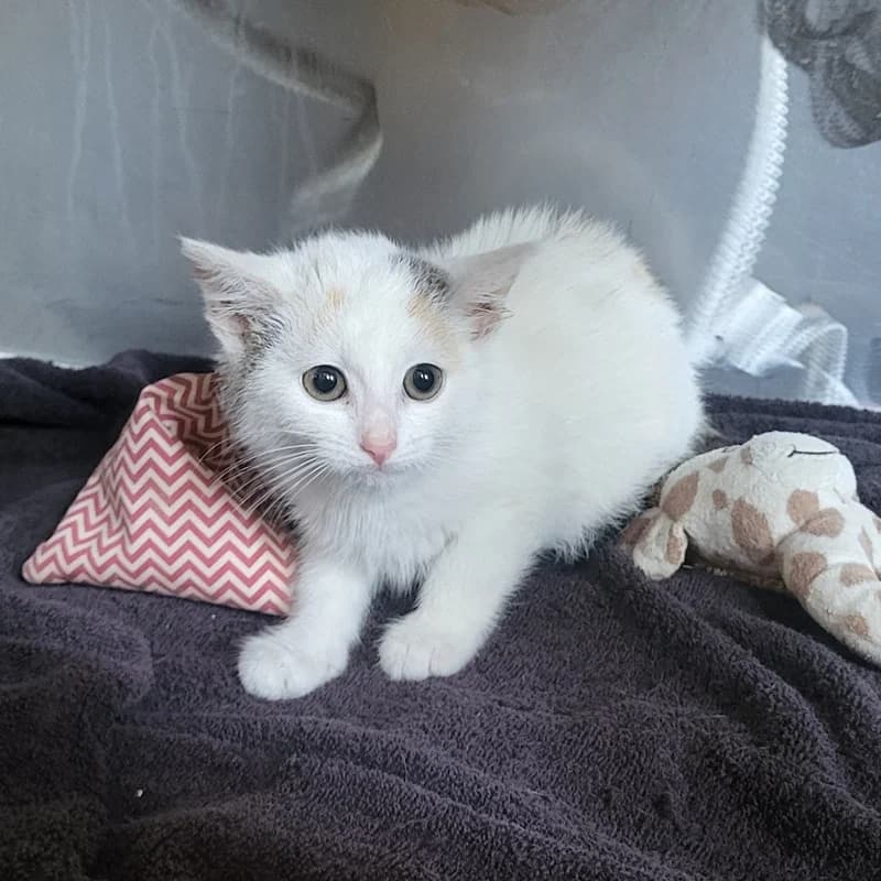 Snoopy, weiß  puppy European Shorthair for adoption at Tierheim Fulda, Fulda