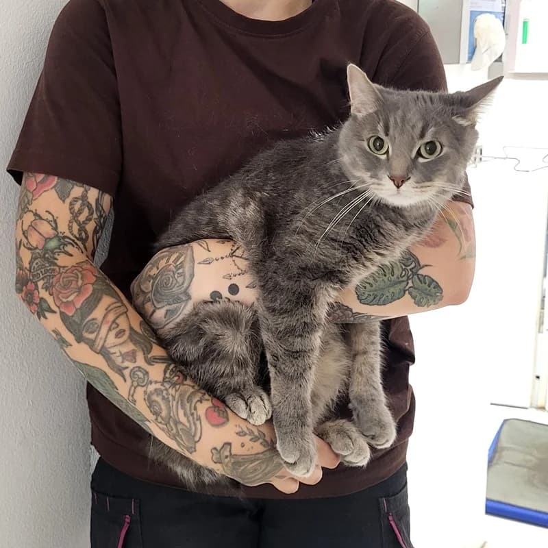 Martin, male puppy European Shorthair for adoption at Tierheim Fulda, Fulda