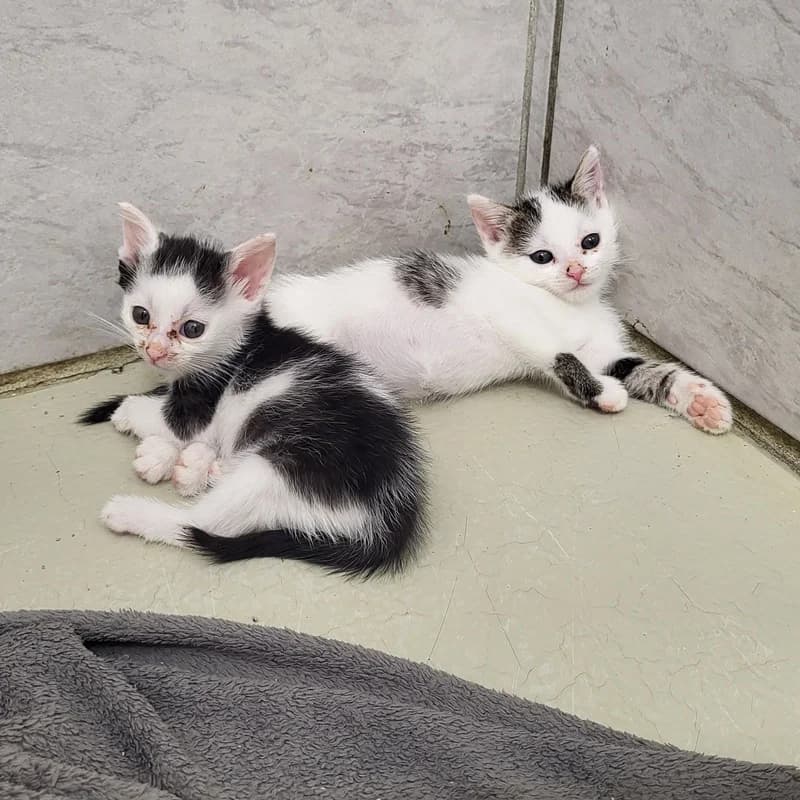 Lilly, Lucy, Lotte und Louie, schwarz male puppy European Shorthair for adoption at Tierheim Fulda, Fulda