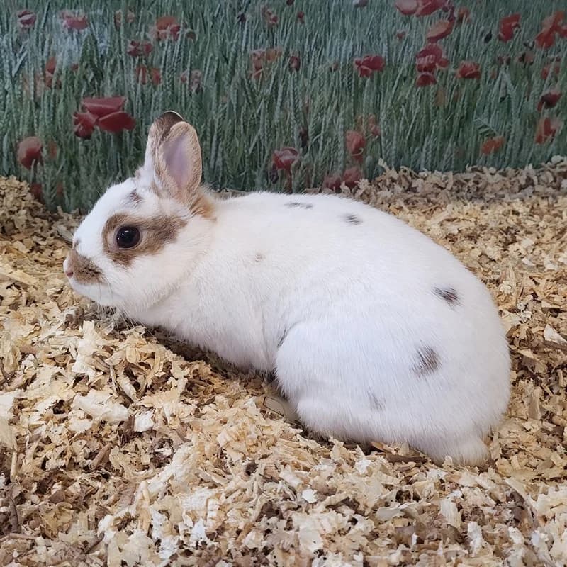 Toffee, Lady, Rexi und Bunny,  young mixed breed for adoption at Tierheim Fulda, Fulda
