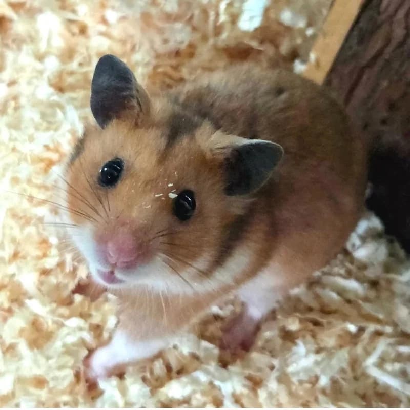 Berni, rot  mixed breed for adoption at Tierheim Fulda, Fulda