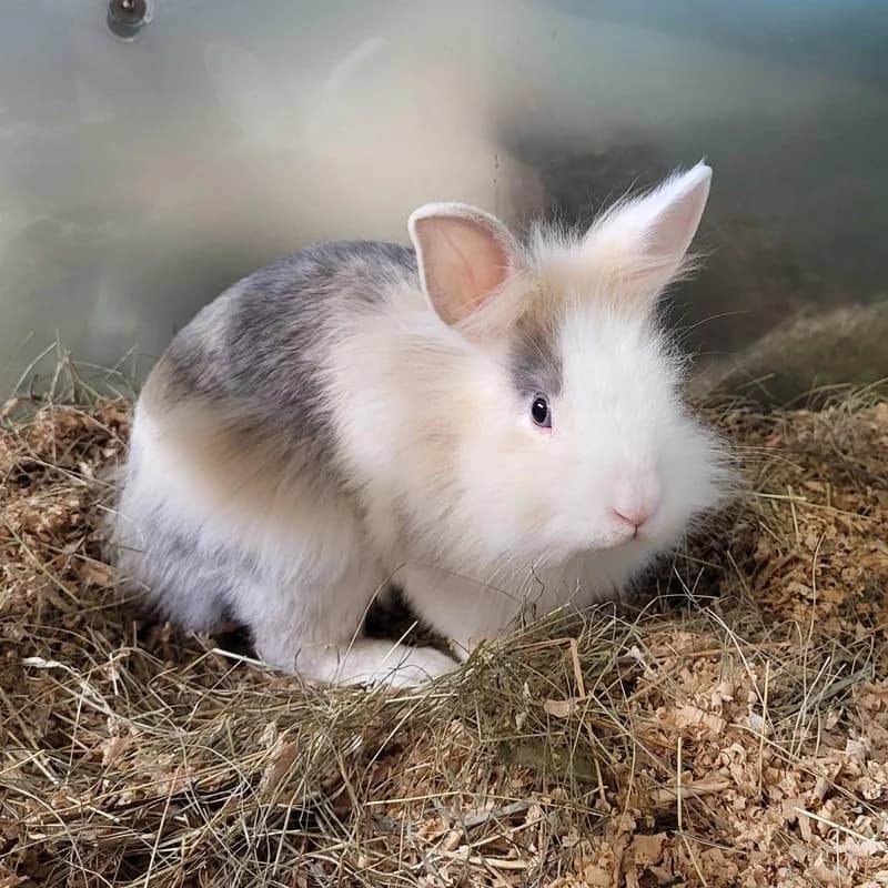 Minni,  mixed breed for adoption at Tierheim Fulda, Fulda