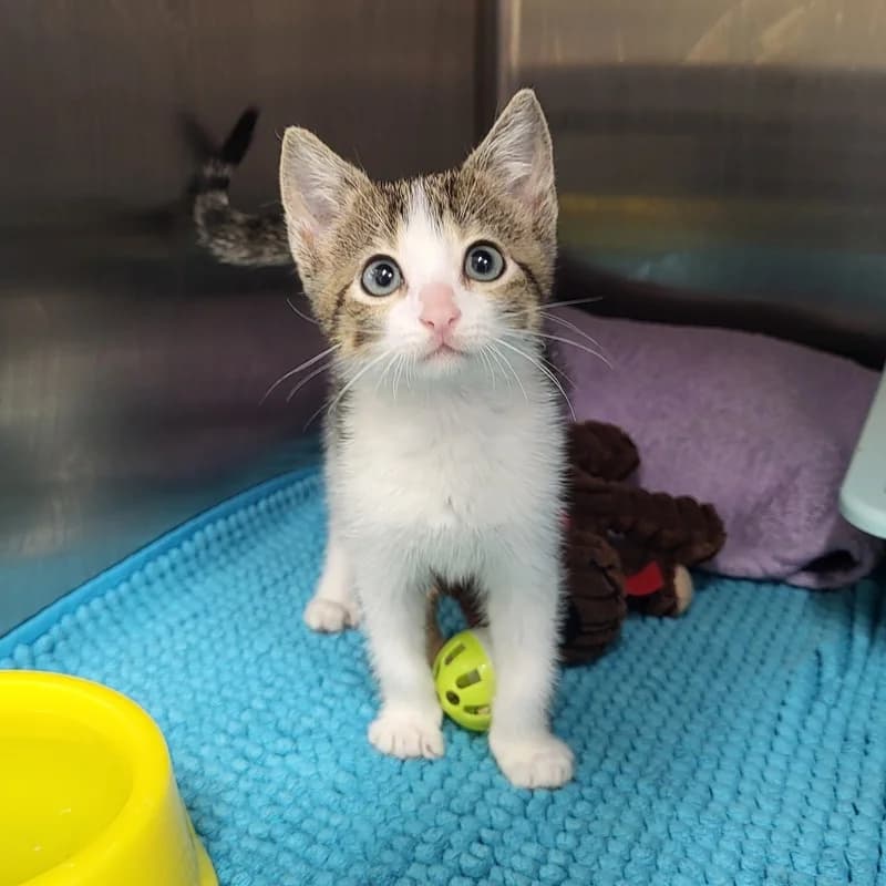 Liesel, weiß  puppy European Shorthair for adoption at Tierheim Fulda, Fulda