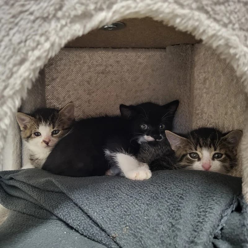 Tick, Trick und Track, schwarz male puppy European Shorthair for adoption at Tierheim Fulda, Fulda