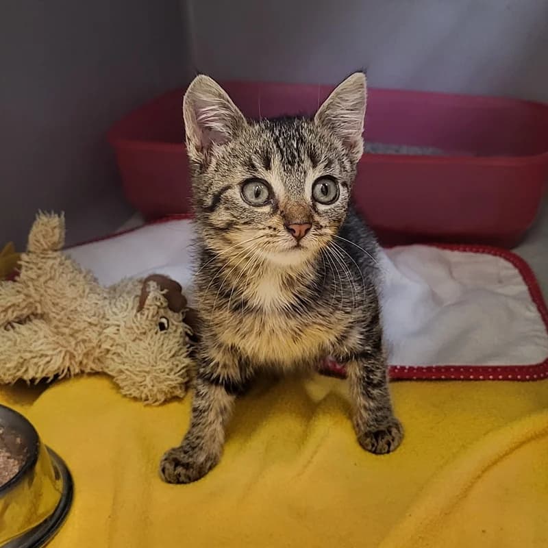 Moko,  puppy European Shorthair for adoption at Tierheim Fulda, Fulda