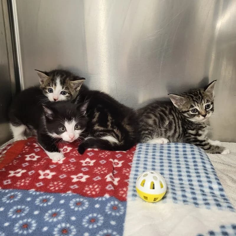 Damian, Daisy und Dusty, schwarz male puppy European Shorthair for adoption at Tierheim Fulda, Fulda