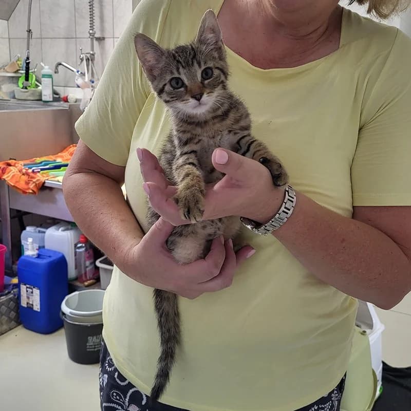 Theo, male puppy European Shorthair for adoption at Tierheim Fulda, Fulda