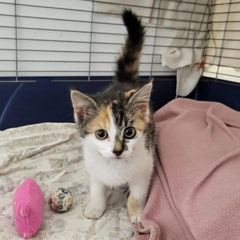 Luna,  puppy European Shorthair for adoption at Tierheim Fulda, Fulda