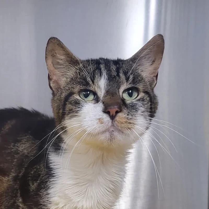 Otto, male European Shorthair for adoption at Tierheim Fulda, Fulda