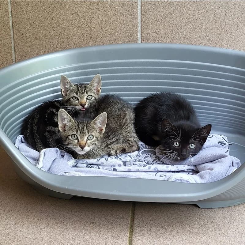 Apple, Socke und Strawberry, schwarz male European Shorthair for adoption at Tierheim Fulda, Fulda