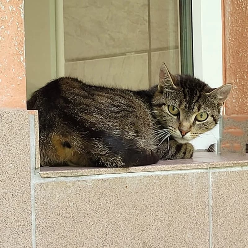Cherry,  European Shorthair for adoption at Tierheim Fulda, Fulda