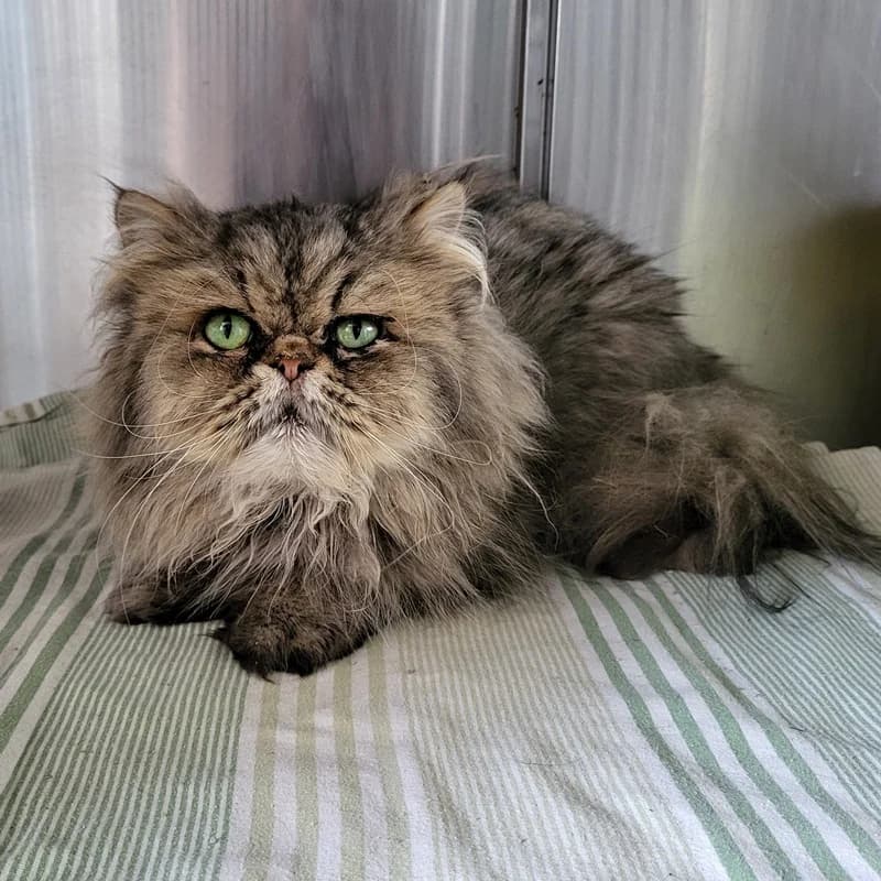 Bobby, male Persian for adoption at Tierheim Fulda, Fulda