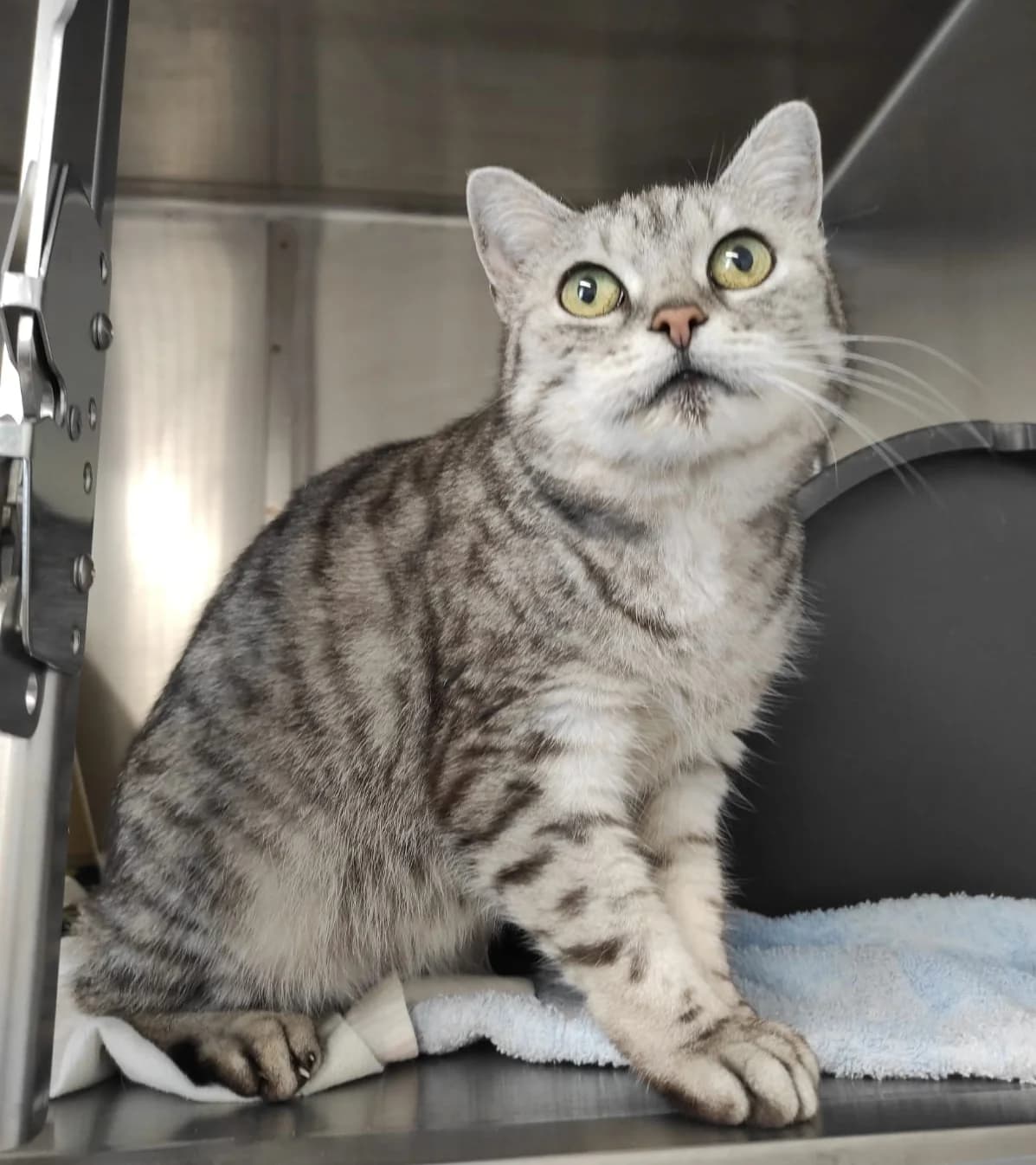 Beauty, silber  British Shorthair for adoption at Tierheim Fulda, Fulda