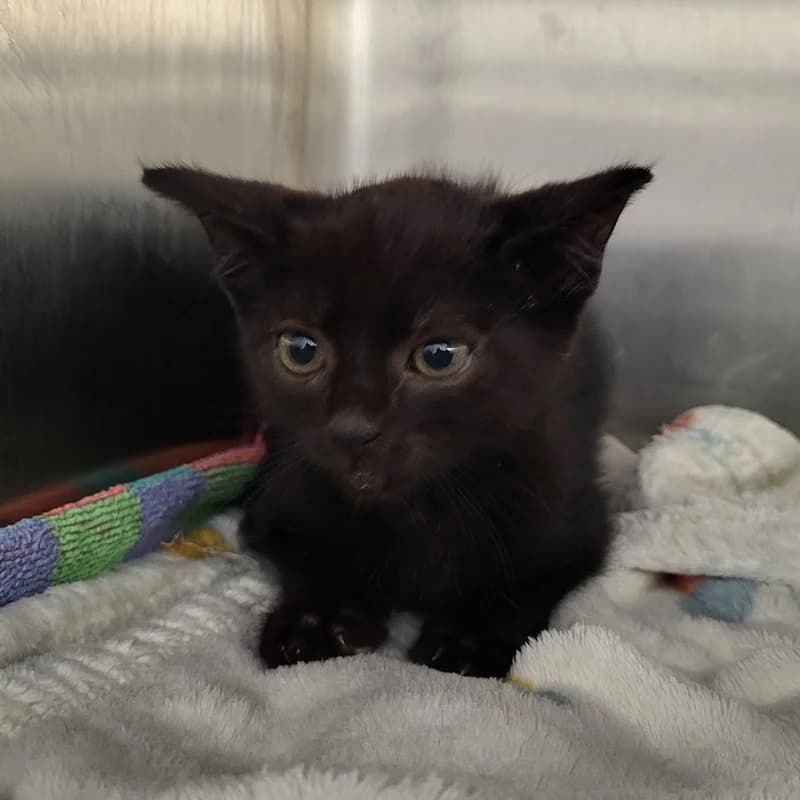 Globus,  puppy European Shorthair for adoption at Tierheim Fulda, Fulda