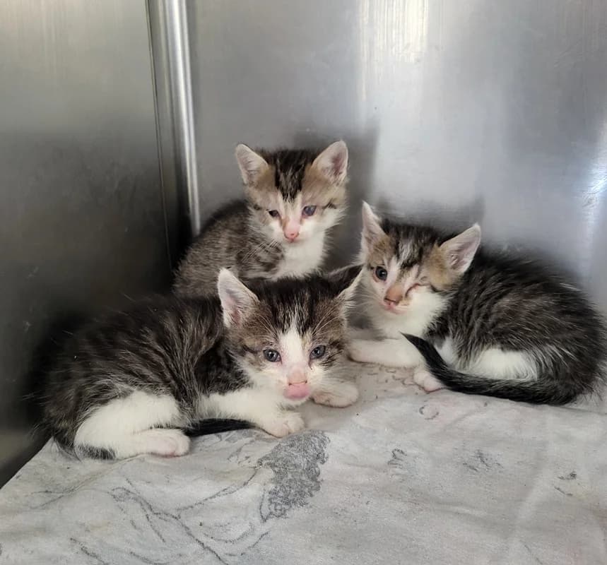 Gabriel, Gina und Gloria, European Shorthair (Tierheim Fulda)